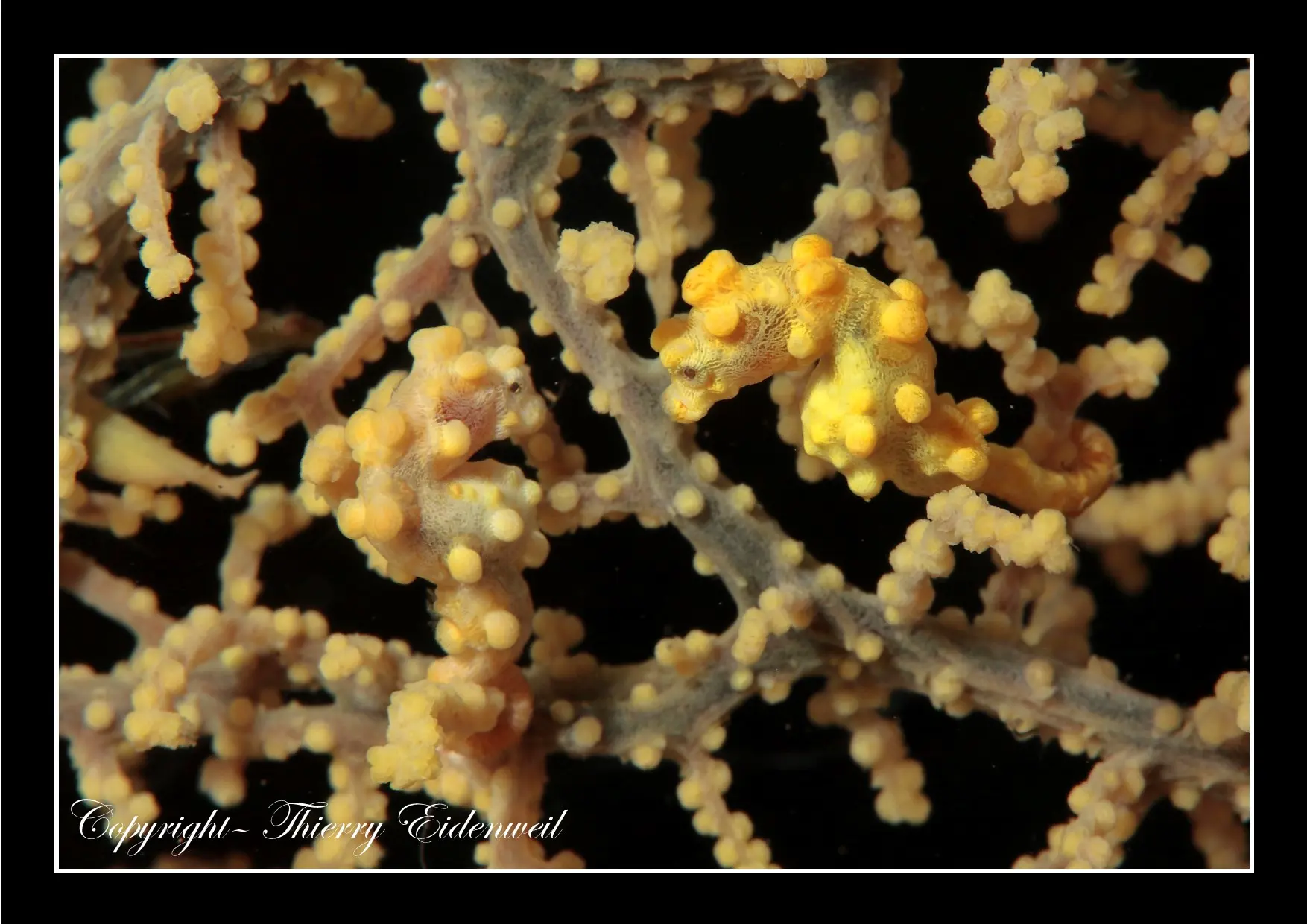 Anilao Macro Dive Media Highlight